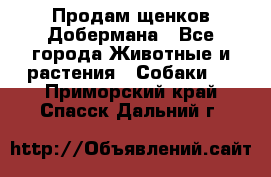 Продам щенков Добермана - Все города Животные и растения » Собаки   . Приморский край,Спасск-Дальний г.